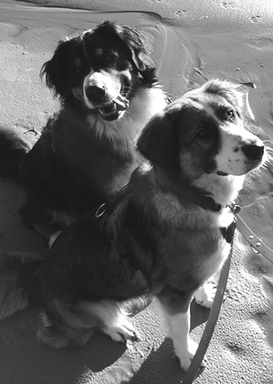 Hunde Mitarbeiterfoto