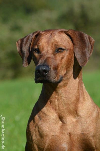 Rhodesien Ridgeback als wachhund